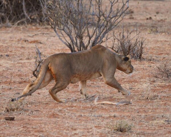 Safari "Große Kenia"