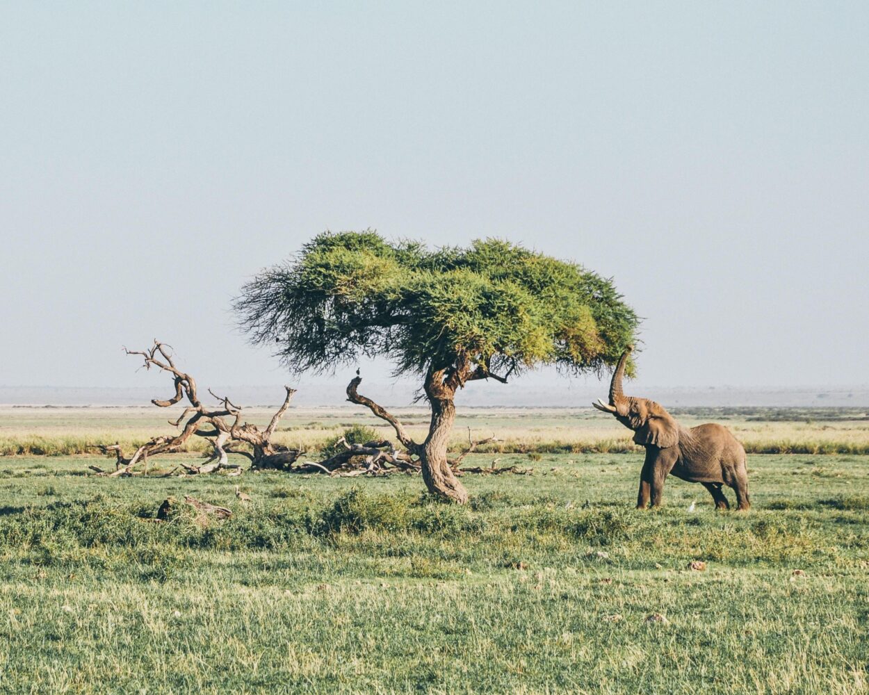 Nairobi, Safari "Amboseli Nationalpark" & Baden auf der Insel Lamu und Bamburi Hintergrundbild