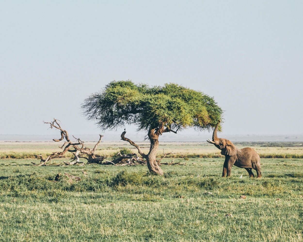 Nairobi, Safari "Amboseli Nationalpark" & Baden auf der Insel Lamu und Bamburi Hintergrundbild Nairobi, Safari "Amboseli Nationalpark" & Baden auf der Insel Lamu und Bamburi Hintergrundbild