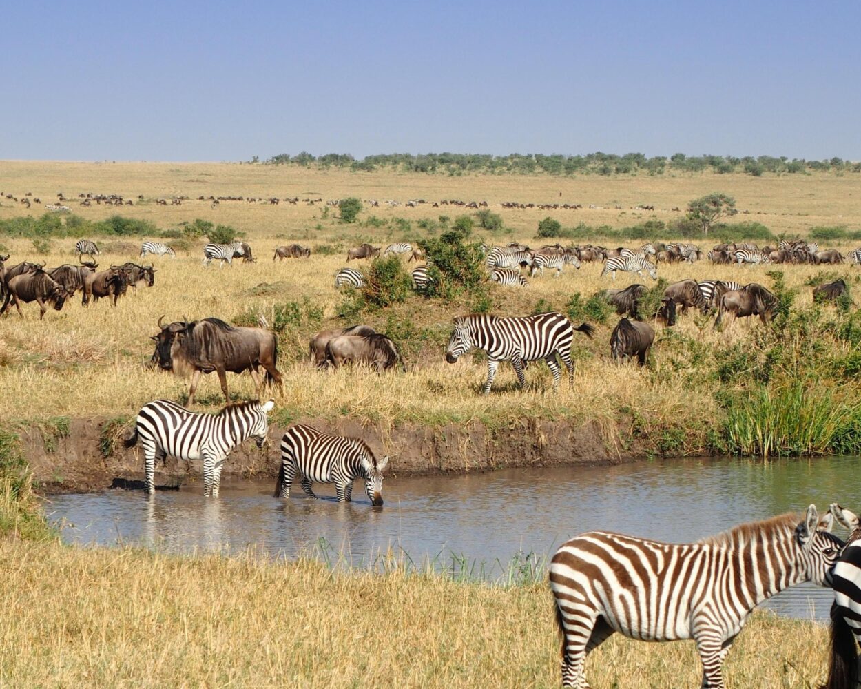Nairobi, Safari "Masai Mara" & Südafrika mit Johannesburg Hintergrundbild