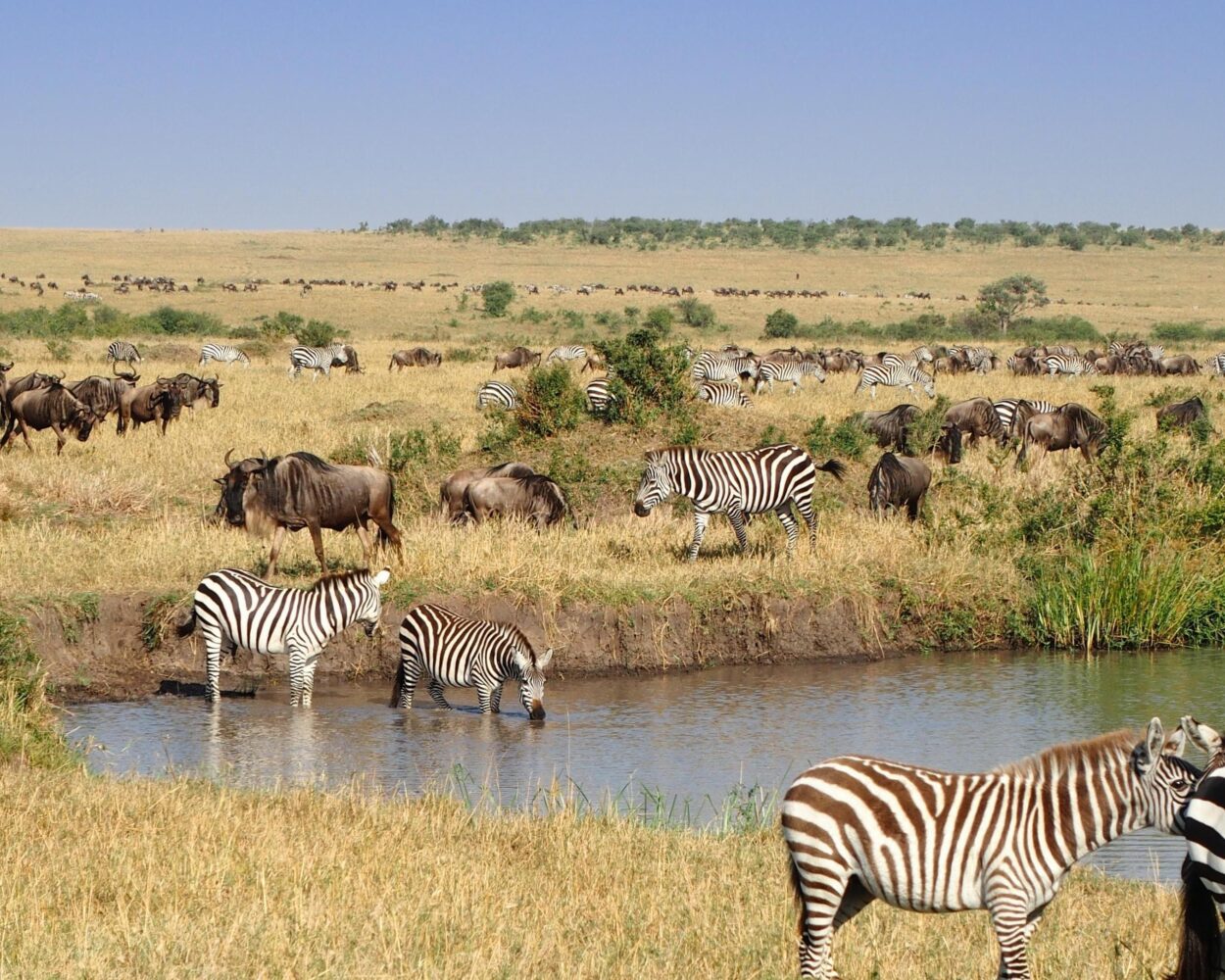 Nairobi, Safari "Masai Mara" & Südafrika mit Johannesburg Hintergrundbild Nairobi, Safari "Masai Mara" & Südafrika mit Johannesburg Hintergrundbild