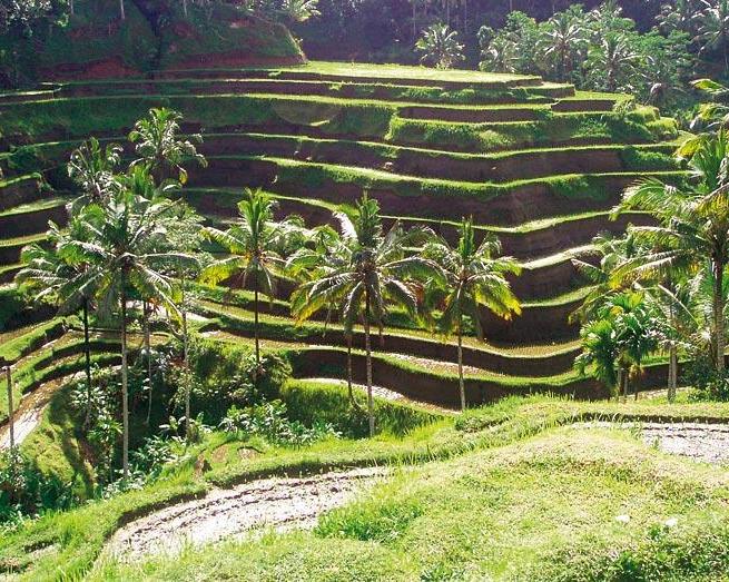 Private Kurztour "Faszinierendes Bali" & Baden in Südbali Hintergrundbild