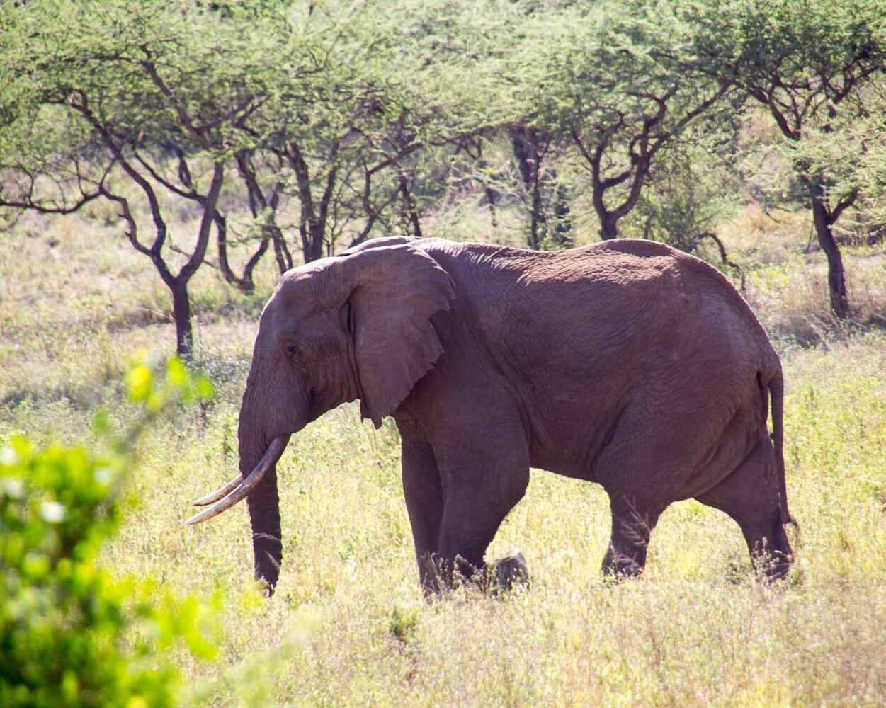 Privatsafari "Familiensafari Kenia" Hintergrundbild