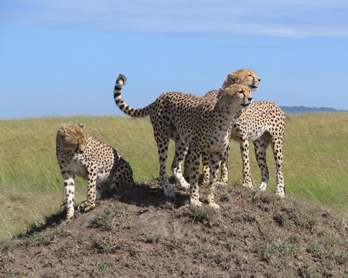 Reiseangebote Maasai Mara