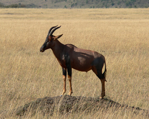 Reiseangebote Maasai Mara