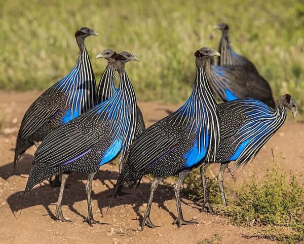 Reiseangebote Samburu National Reserve