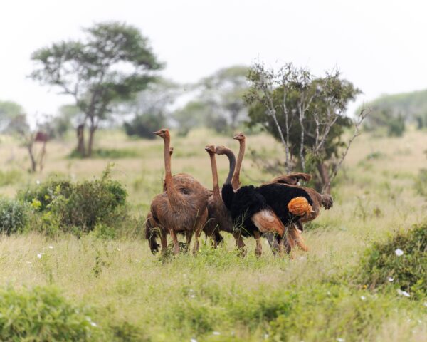 Reiseangebote Tsavo East National Park