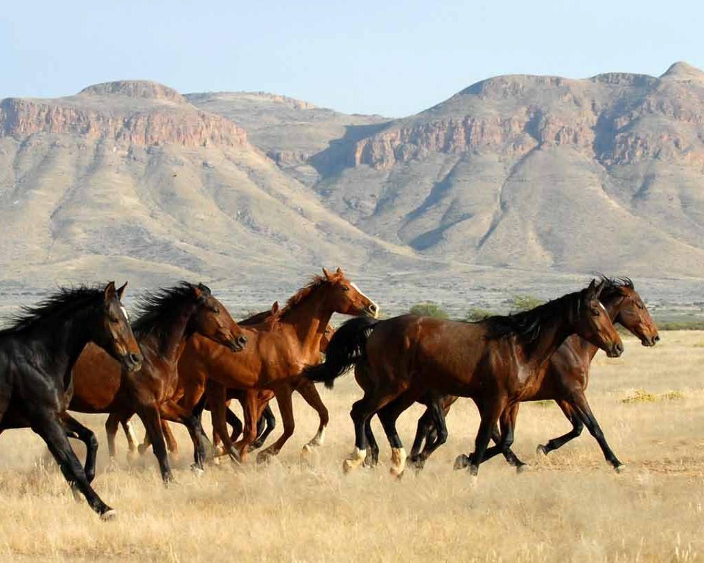 Rundreise/Safari "Entdeckungsreise Namibia" (inkl. Fluganreise) Hintergrundbild