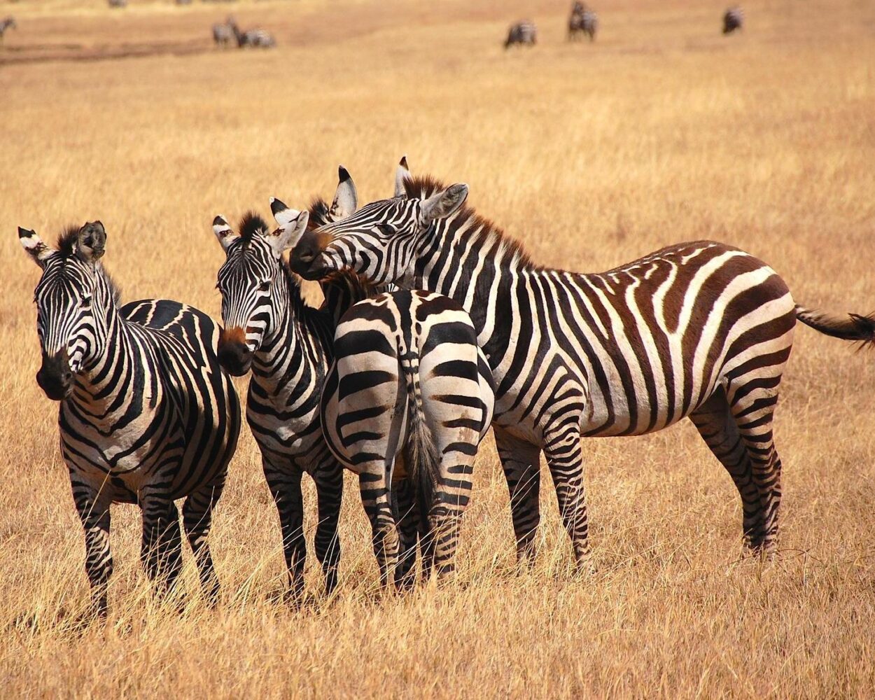 Safari "Mini Tansania" Hintergrundbild