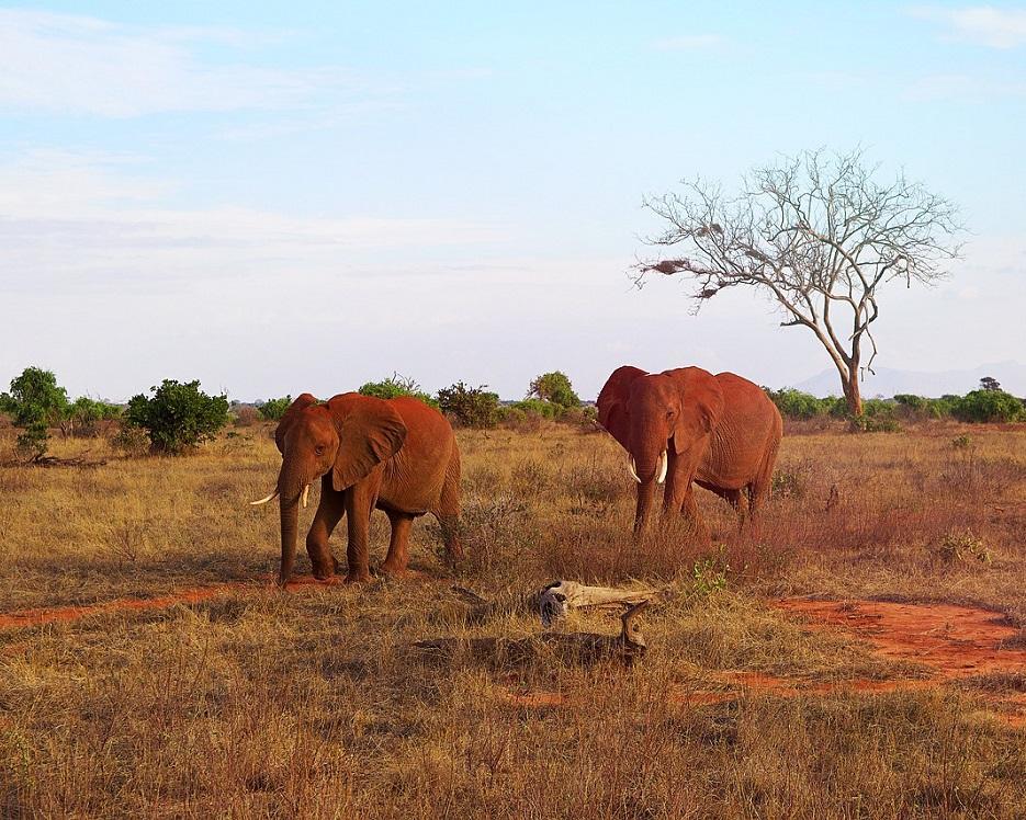 Safari "Savanne & Regenwald" (4 Tage) + Baden Diani Beach Hintergrundbild Safari "Savanne & Regenwald" (4 Tage) + Baden Diani Beach Hintergrundbild
