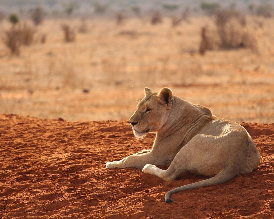Safari "Savanne & Regenwald" Hintergrundbild