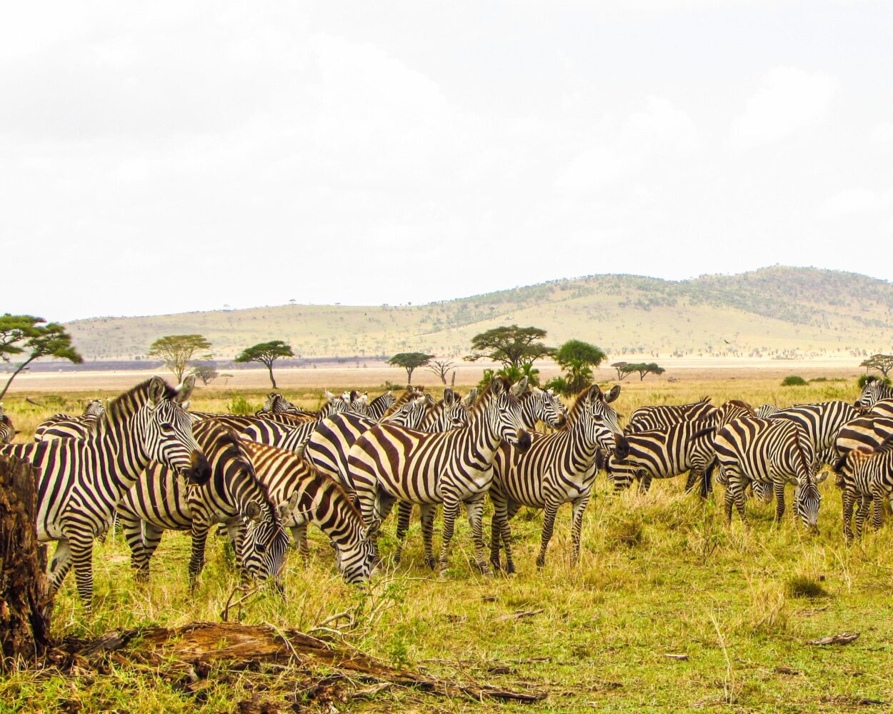 Selous Wildreservat Safari (inkl. Flug ab/bis Sansibar) Hintergrundbild