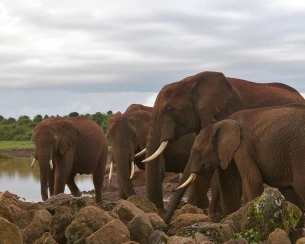 Bild für das Angebot: Nairobis Nationalparks mit dem Mietwagen & Baden Diani Beach