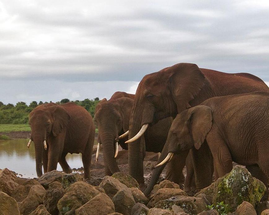 Nairobis Nationalparks mit dem Mietwagen & Baden Diani Beach Hintergrundbild