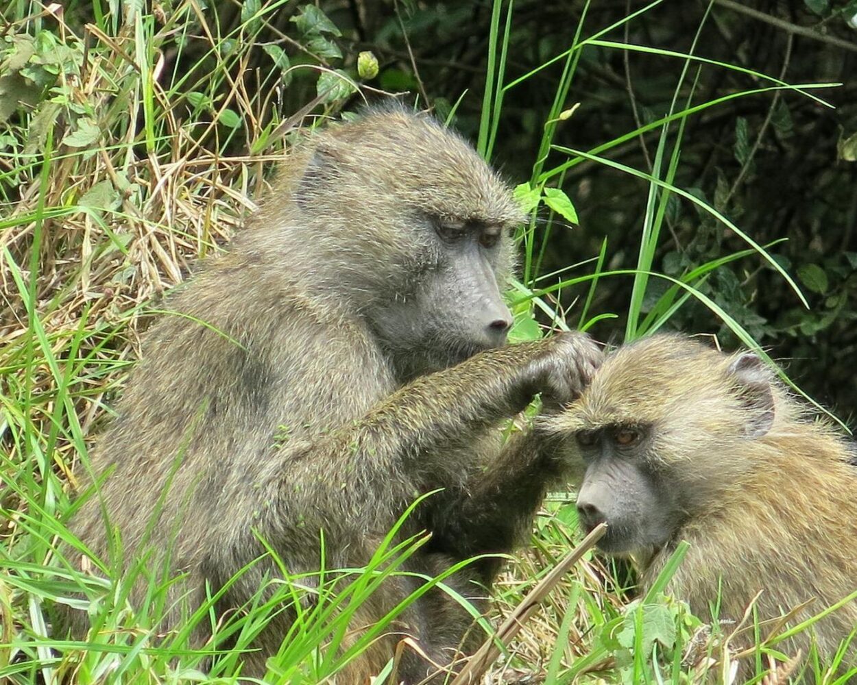 Arusha, Nationalpark und Ngorongoro & Sansibar mit Safari Hintergrundbild Arusha, Nationalpark und Ngorongoro & Sansibar mit Safari Hintergrundbild