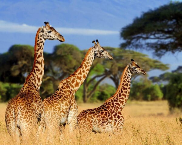 Baden auf Sansibar mit Safari in Nationalparks & Wasserfall