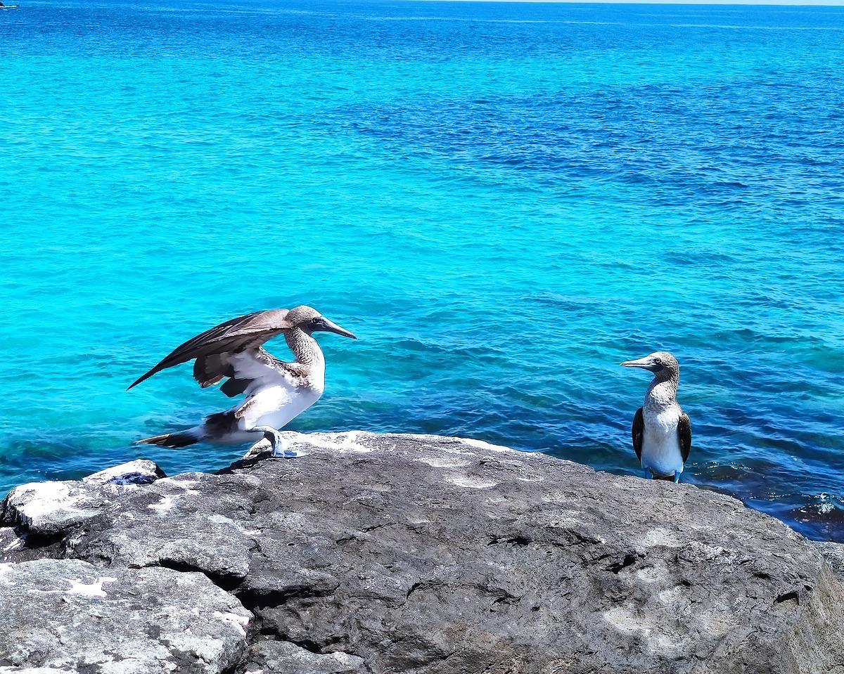Cuenca, Guayaquil, Galapagos, Quito & Banos inkl. Ausflügen Hintergrundbild Cuenca, Guayaquil, Galapagos, Quito & Banos inkl. Ausflügen Hintergrundbild