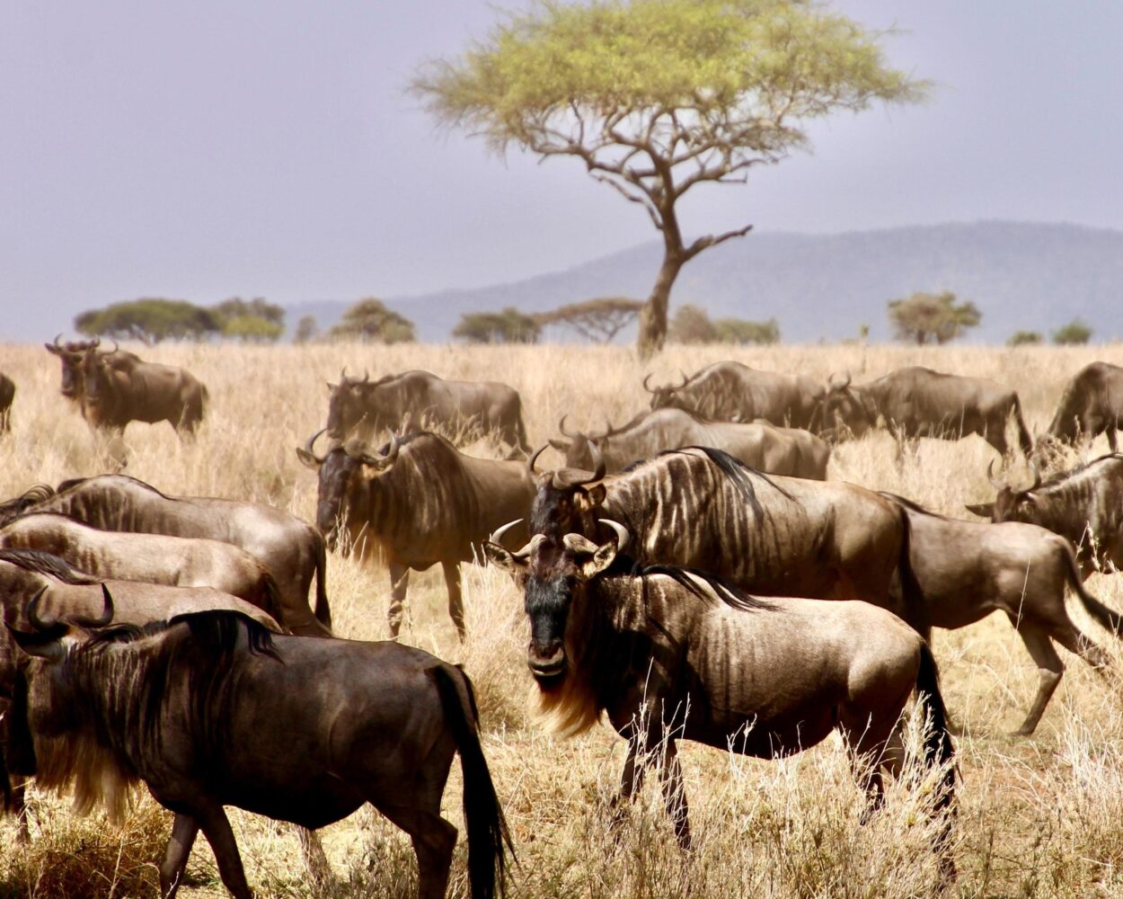 Dar es Salaam, Safaris in Nationalparks & Baden auf Sansibar Hintergrundbild