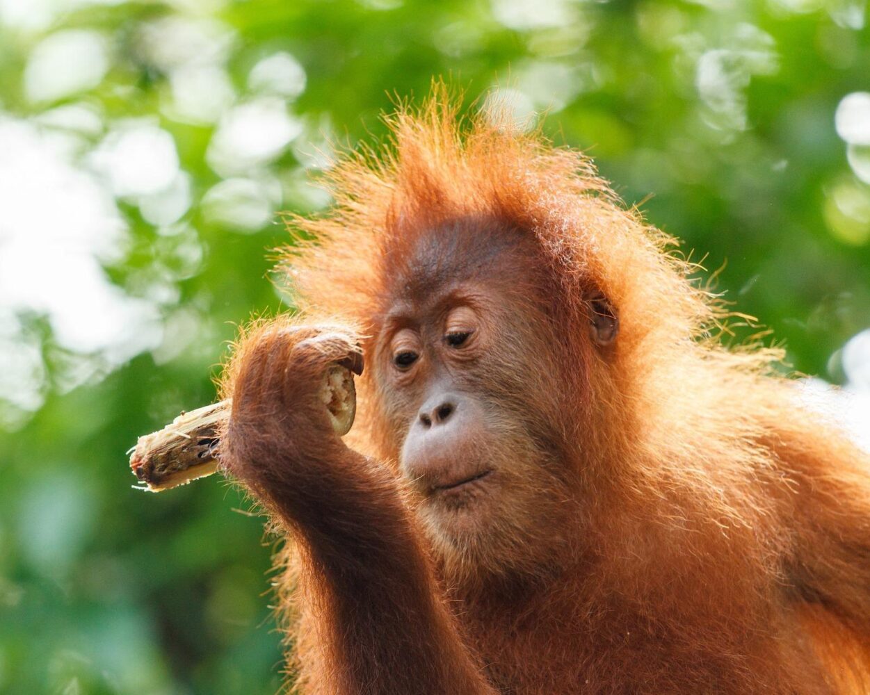 Kuala Lumpur, Privatrundreise "Orang Utan & Lake Toba" + Erholung auf Penang Hintergrundbild Kuala Lumpur, Privatrundreise "Orang Utan & Lake Toba" + Erholung auf Penang Hintergrundbild