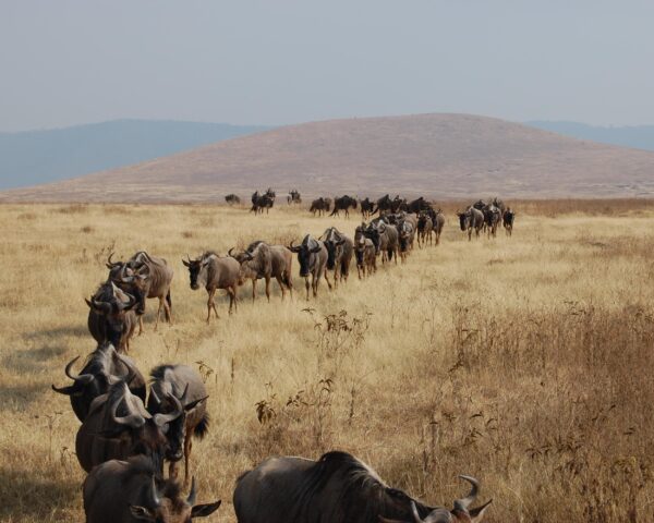 Safari "Höhepunkte Tansania" & Baden Sansibar