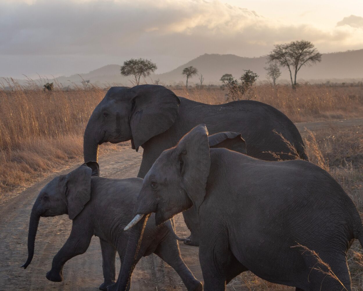 Safari in Tansania (Mikumi & Ruaha) & Baden Ras Al Khaimah Hintergrundbild