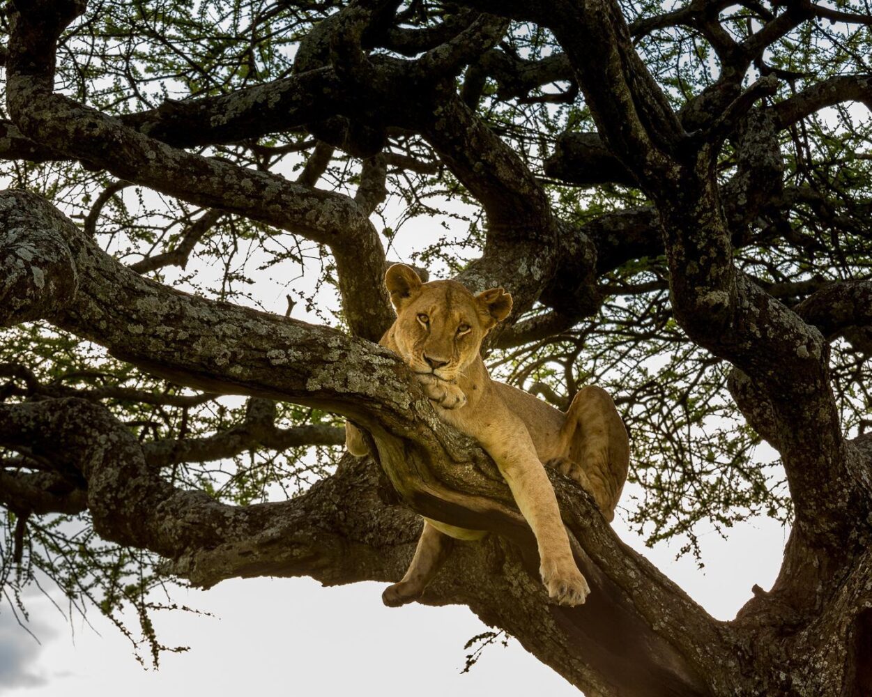 Safari "Wildlife Discovery" & 5* All-Inclusive Badeurlaub Sansibar Hintergrundbild
