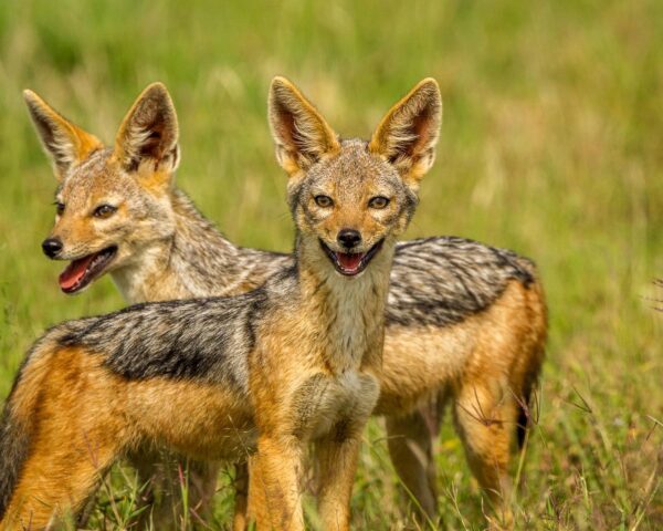 Safari "Wildlife Discovery" & Baden Sansibar