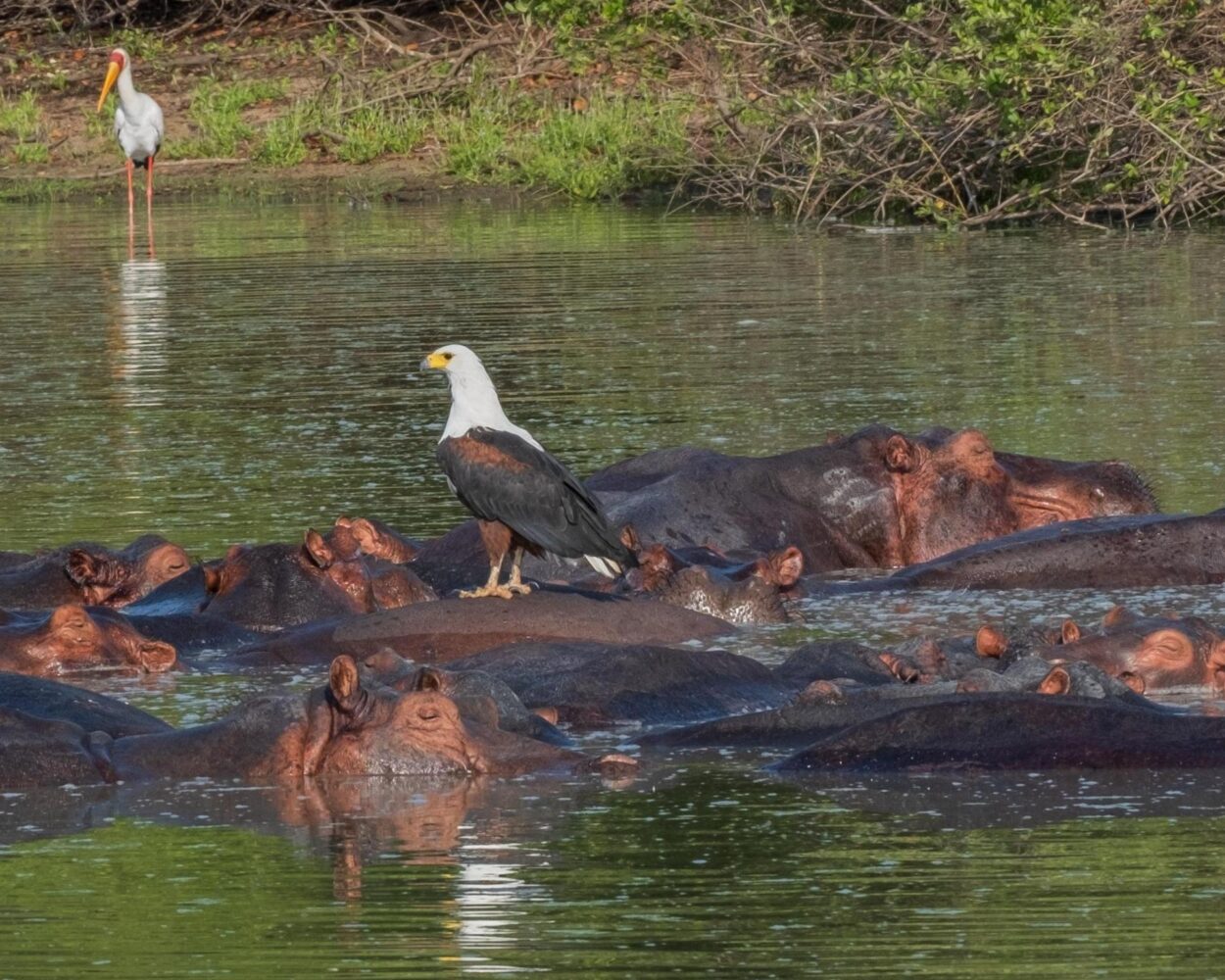 Sansibar (mit Ausflügen) & Safari im Naturschutzgebiet Hintergrundbild Sansibar (mit Ausflügen) & Safari im Naturschutzgebiet Hintergrundbild