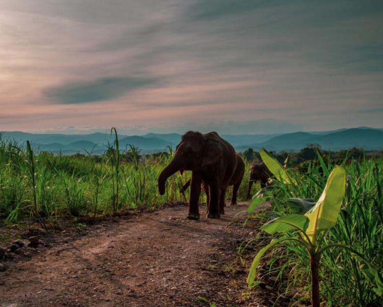 Thailand: Elefanten Bush Camp, Cities & Beachhopping Hintergrundbild