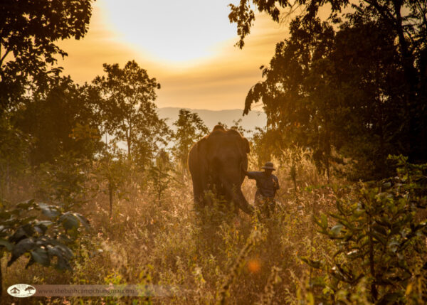 Bangkok, "Elephant Hills Regenwald Natur Safari" & Baden