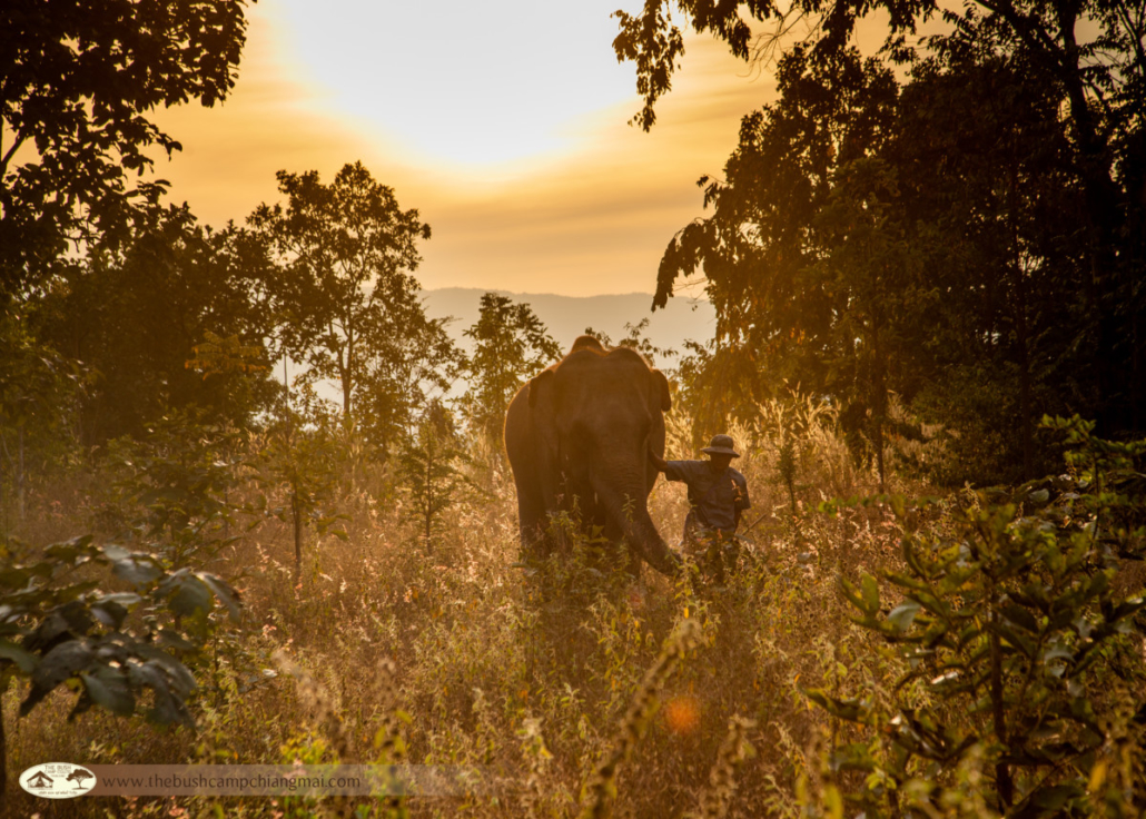 Bangkok, "Elephant Hills Regenwald Natur Safari" & Baden Hintergrundbild Bangkok, "Elephant Hills Regenwald Natur Safari" & Baden Hintergrundbild