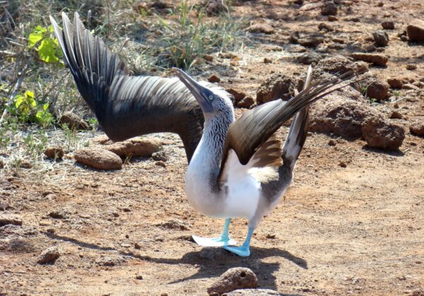 Mietwagenrundreise, Galapagos Yacht-Kreuzfahrt & Guayaquil