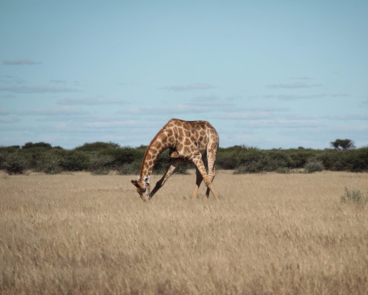 Camping Safari "16 Tage Botswana mit Viktoriafälle" (inkl. Flüge) Hintergrundbild