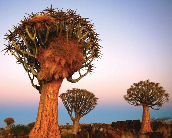 Safari "Entdeckungsreise Namibia"