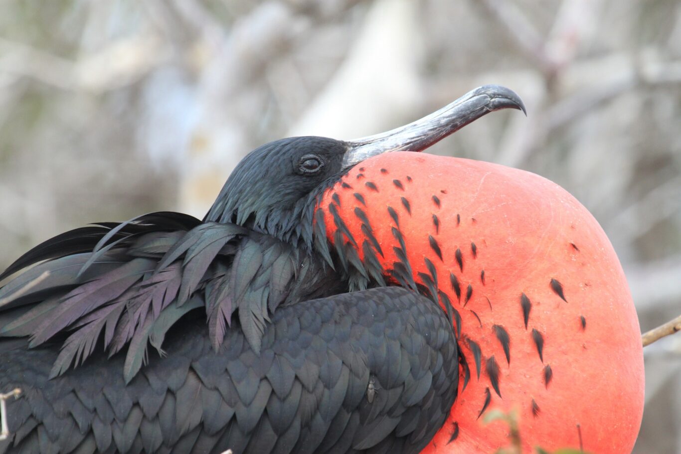 Expeditionskreuzfahrt Galapagos "West & Ost" Hintergrundbild