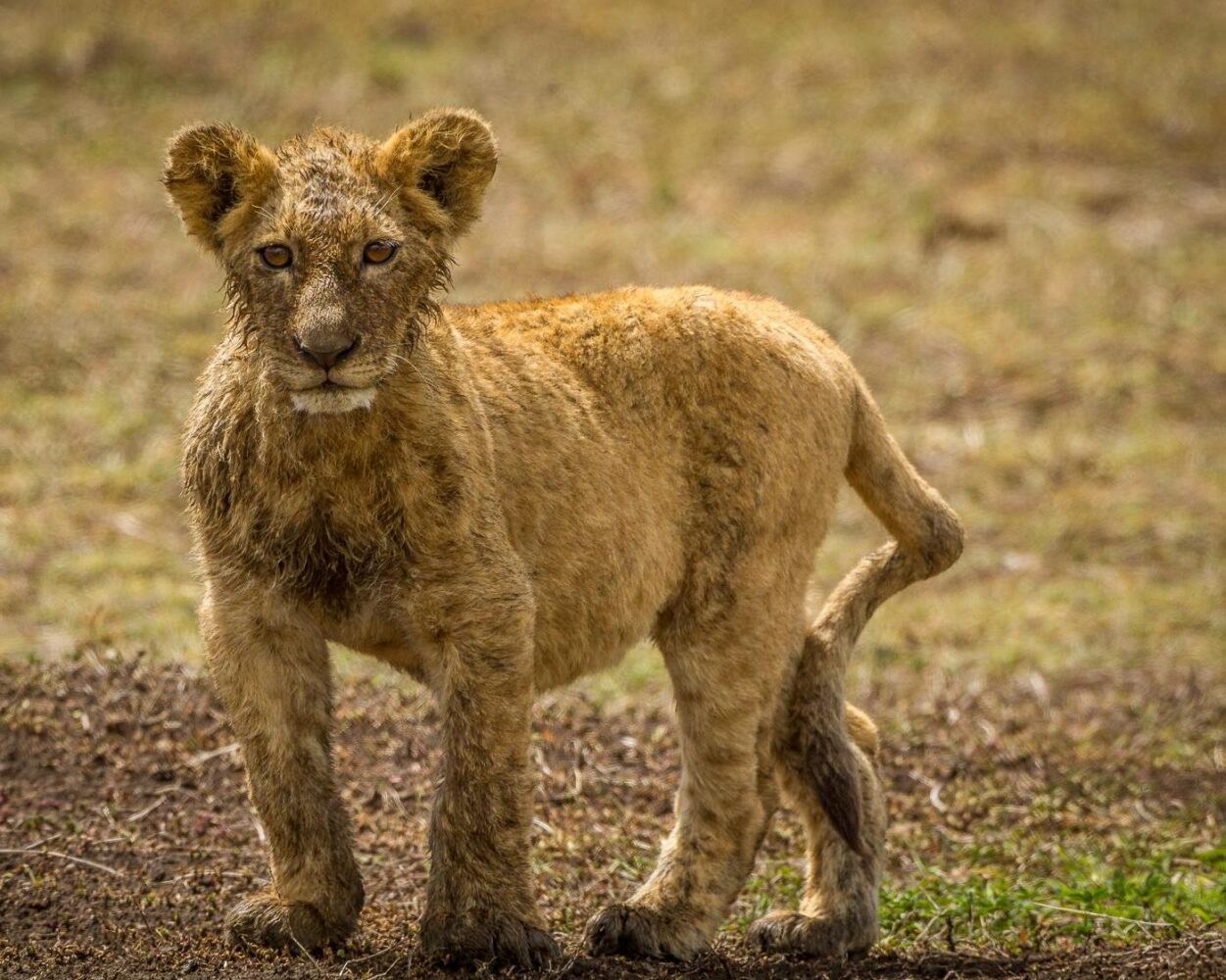 Safari "Höhepunkte Tansania" Hintergrundbild