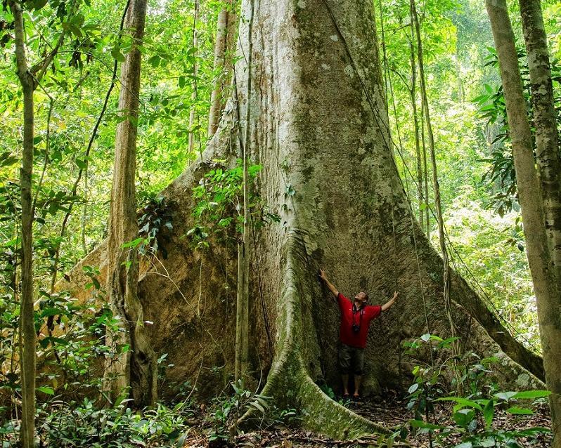 Kurztour "4 Tage Taman Negara" Hintergrundbild