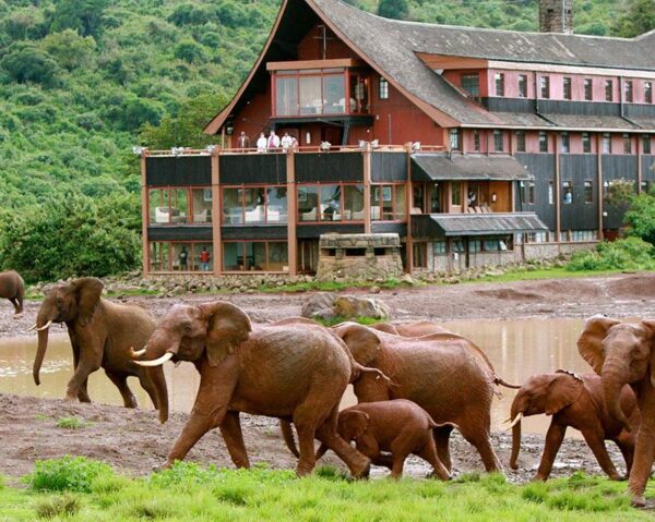 Safari "Masai Mara, Aberdare und Naivasha Nationalpark"