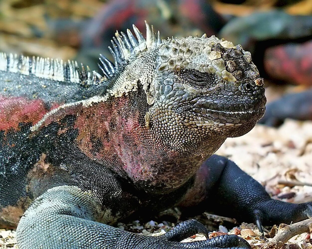 Mietwagenrundreise Ecuador & Galapagos-Gruppentour Hintergrundbild