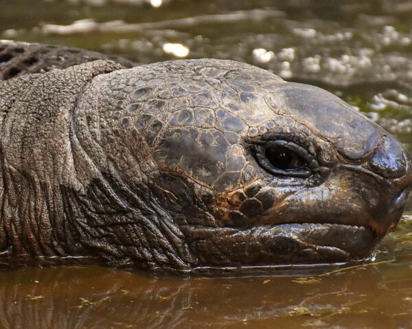 Standort-Gruppentour "Naturparadies Galapagos" (ab/bis San Cristobal Island)