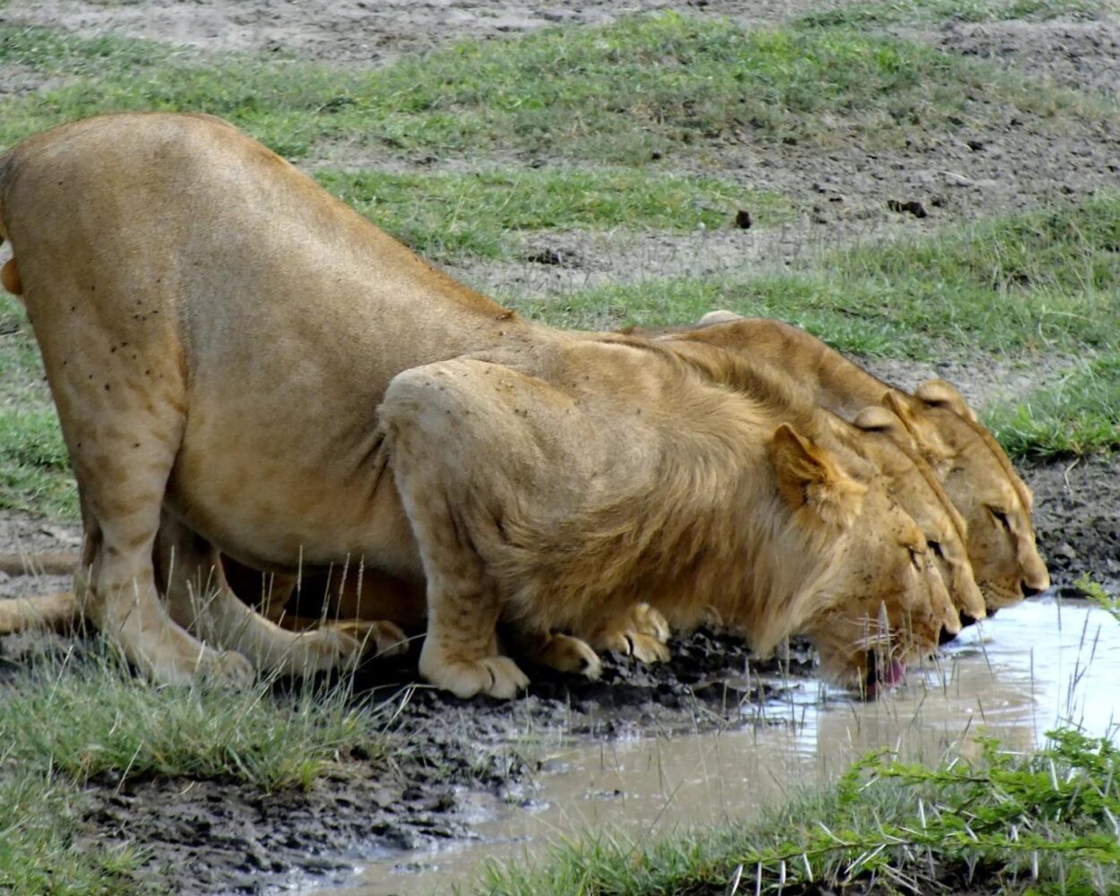 Safari "2 Tage Serengeti" (ab/bis Sansibar) Hintergrundbild