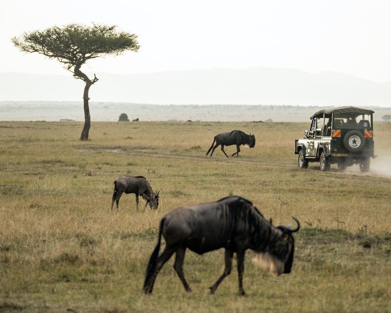 Safari "Entdeckung der Wildnis" (inkl. Krüger Nationalpark) Hintergrundbild