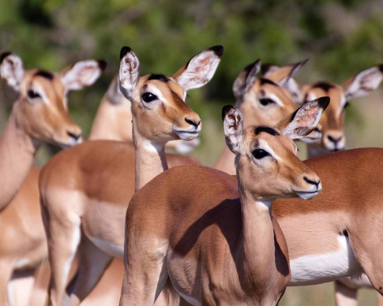 Safari "Kruger Nationalpark" (3 Tage) Hintergrundbild