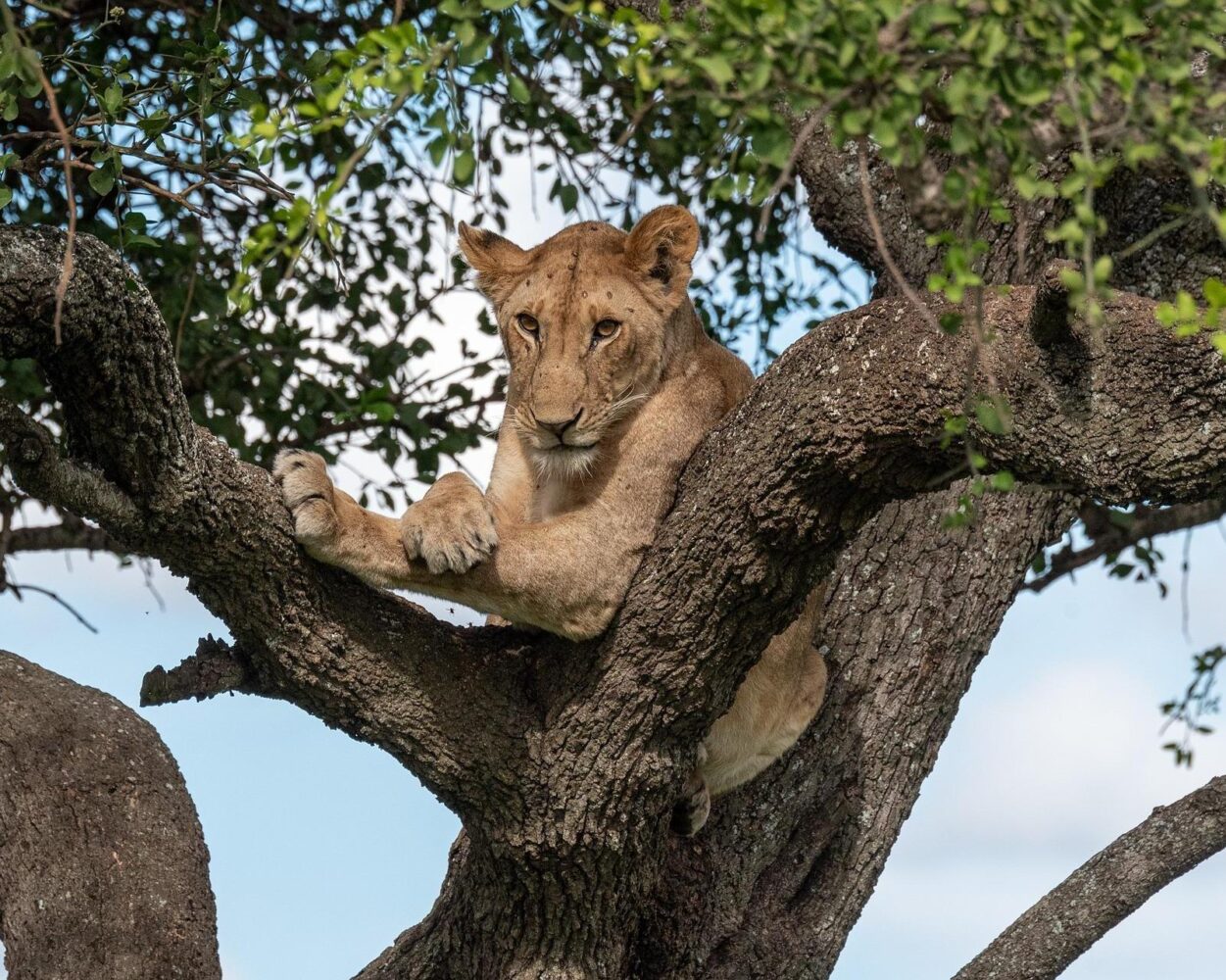 Safari "Manyara" Hintergrundbild