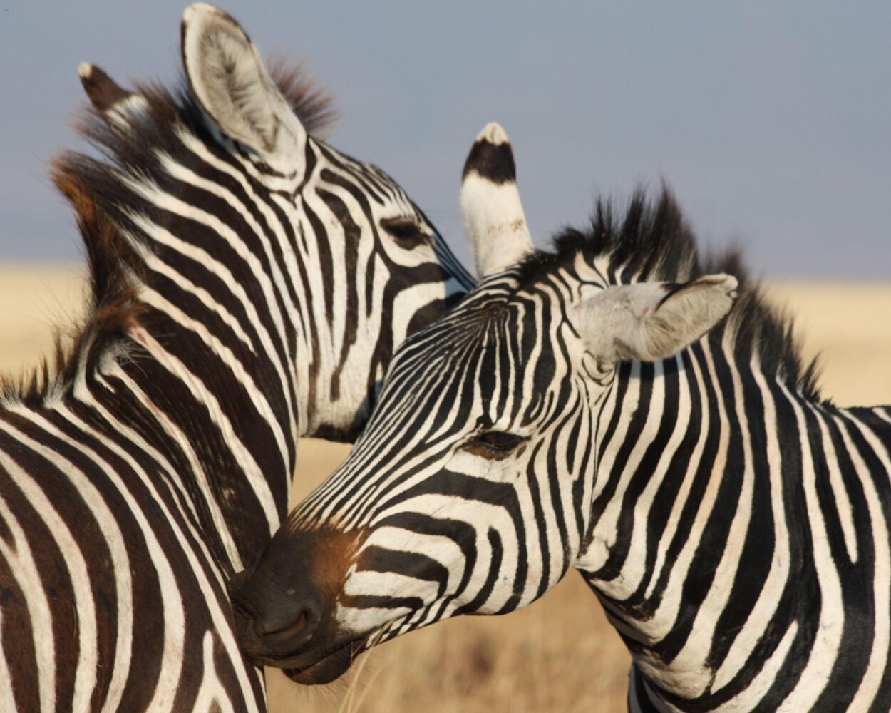 Safari "Ngorongoro & Tarangire" Hintergrundbild Safari "Ngorongoro & Tarangire" Hintergrundbild