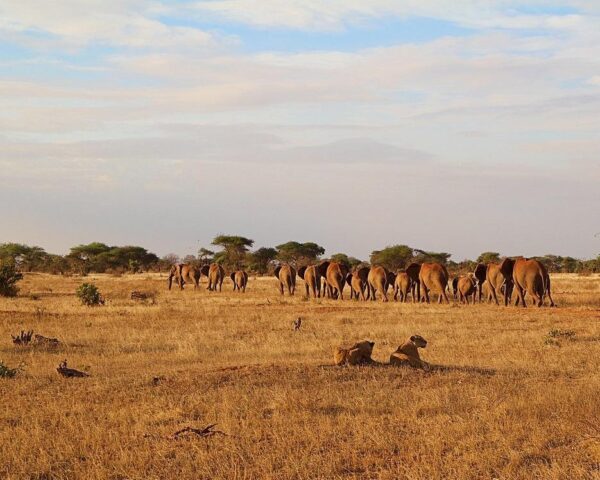 Safari "Severin Tsavo Lodge"