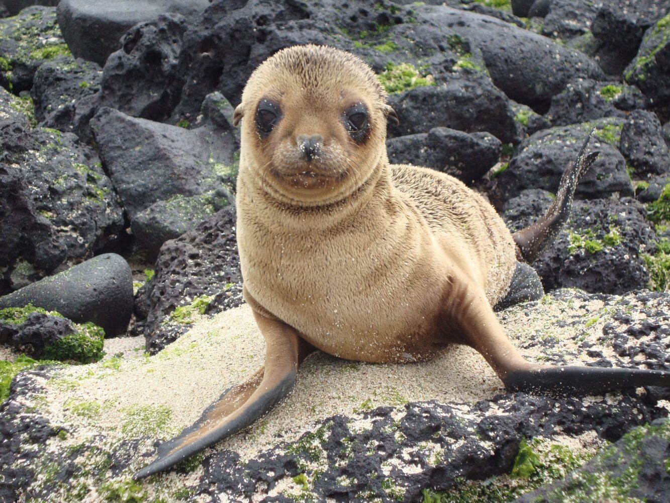 Galapagos Motor Yacht Cruise (4 days/3 nights) Hintergrundbild