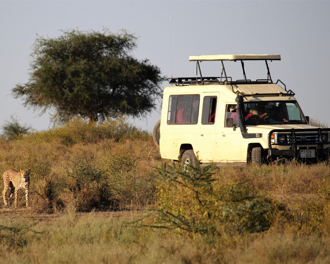 Safari "3 Tage Serengeti" (ab/bis Sansibar) Hintergrundbild Safari "3 Tage Serengeti" (ab/bis Sansibar) Hintergrundbild