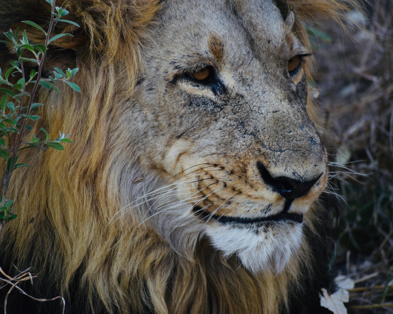 Camping Safari "16 Tage Botswana mit Viktoriafälle" (ab/bis Johannesburg) Hintergrundbild