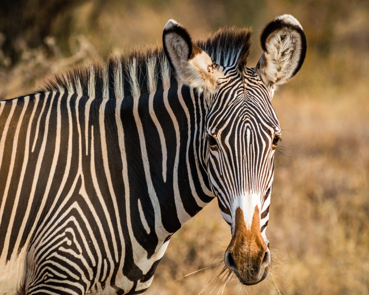 Große Kenia Safari (inkl. Fluganreise) Hintergrundbild